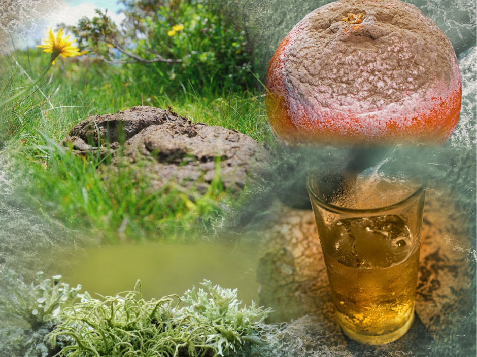 Thementag Pilz "Pilze: Leben in Bier, Mist und Meer“