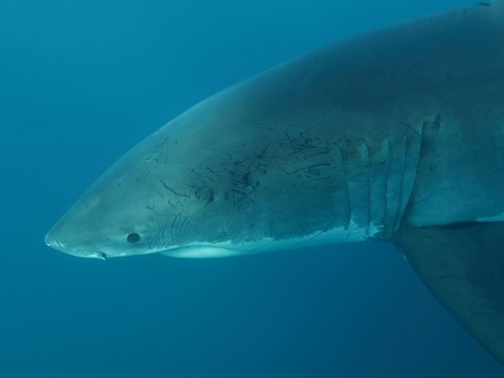 Great White Sharks of South Australia