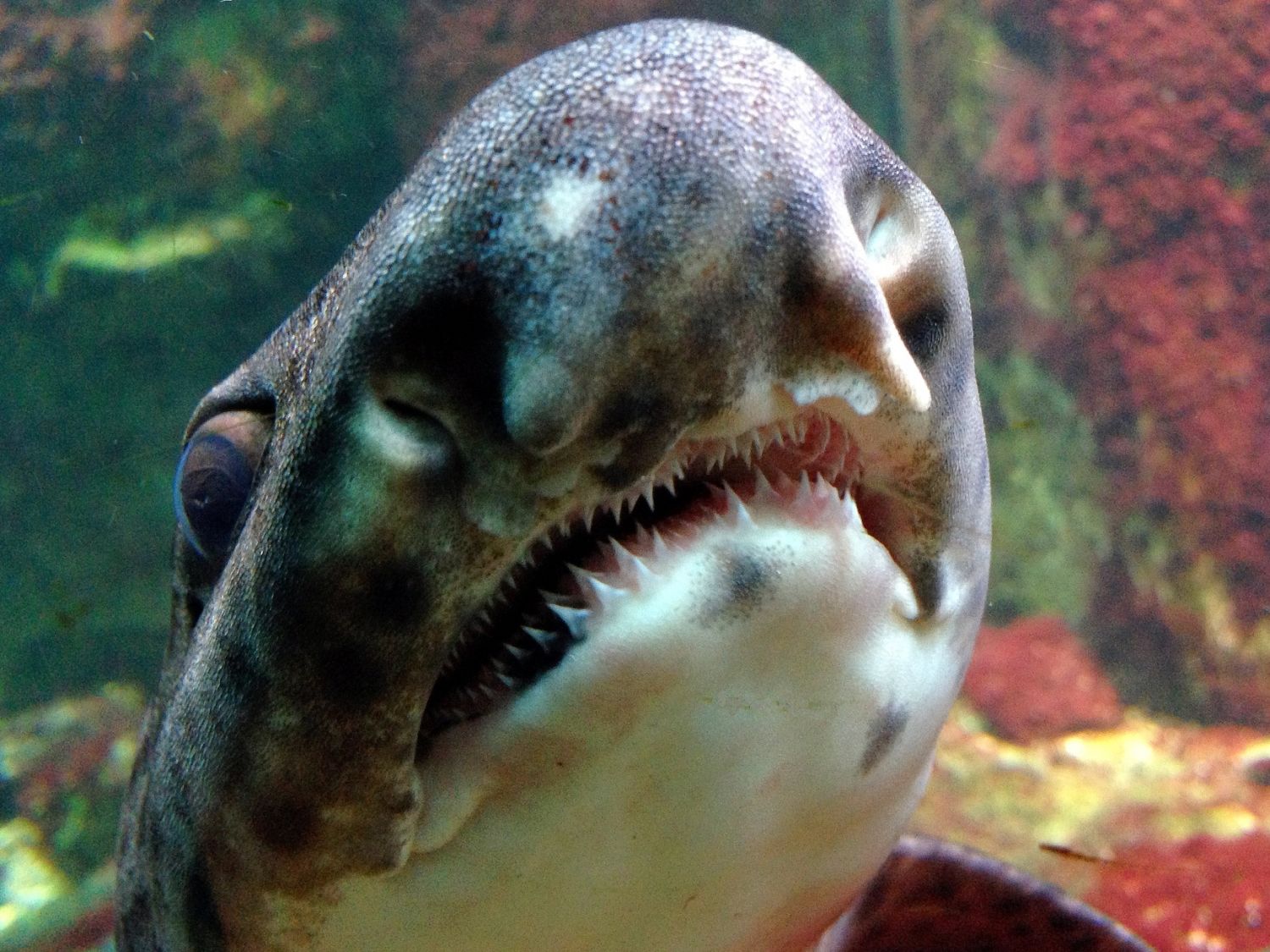 Auch Katzenhaie haben Zähne, bleiben eher klein, 