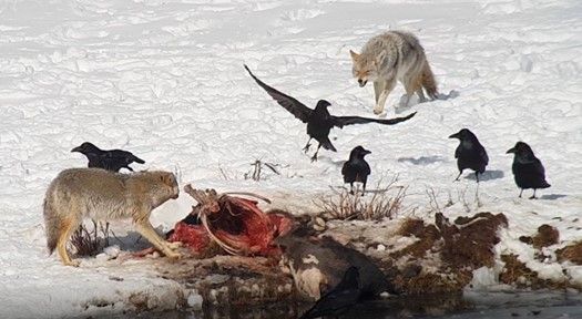 Raben sind häufig mit anderen Tierarten, besonder