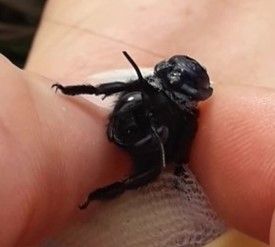 Xylocopa valga Männchen „Anton“ mit Sender li